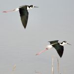 Two birds, Sonny Bono Salton Sea National Wildlif