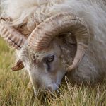 Ram, Iceland