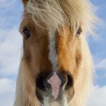 Horse, Iceland