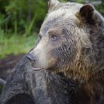 Grizzly Bear, Grouse Mountain, Vancouver, B.C.