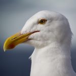 Seagull, La Jolla, Calif.