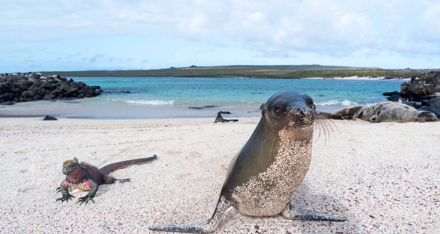 Updated-Seal-Photo-1 Updated-Seal-Photo-1